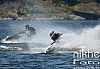 Thumbnail of 57_4925.jpg